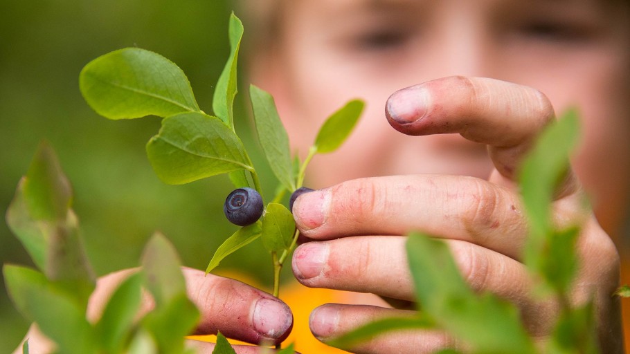 Huckleberry Picking in Jackson Hole