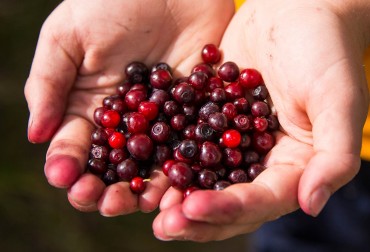 Huckleberry Picking Jackson Hole