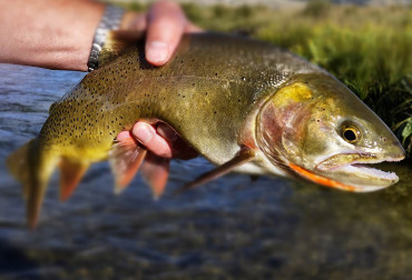 Fall Fly Fishing in Jackson Hole
