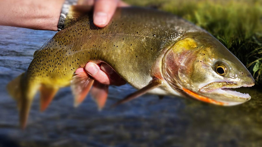 Fall Fly Fishing in Jackson Hole