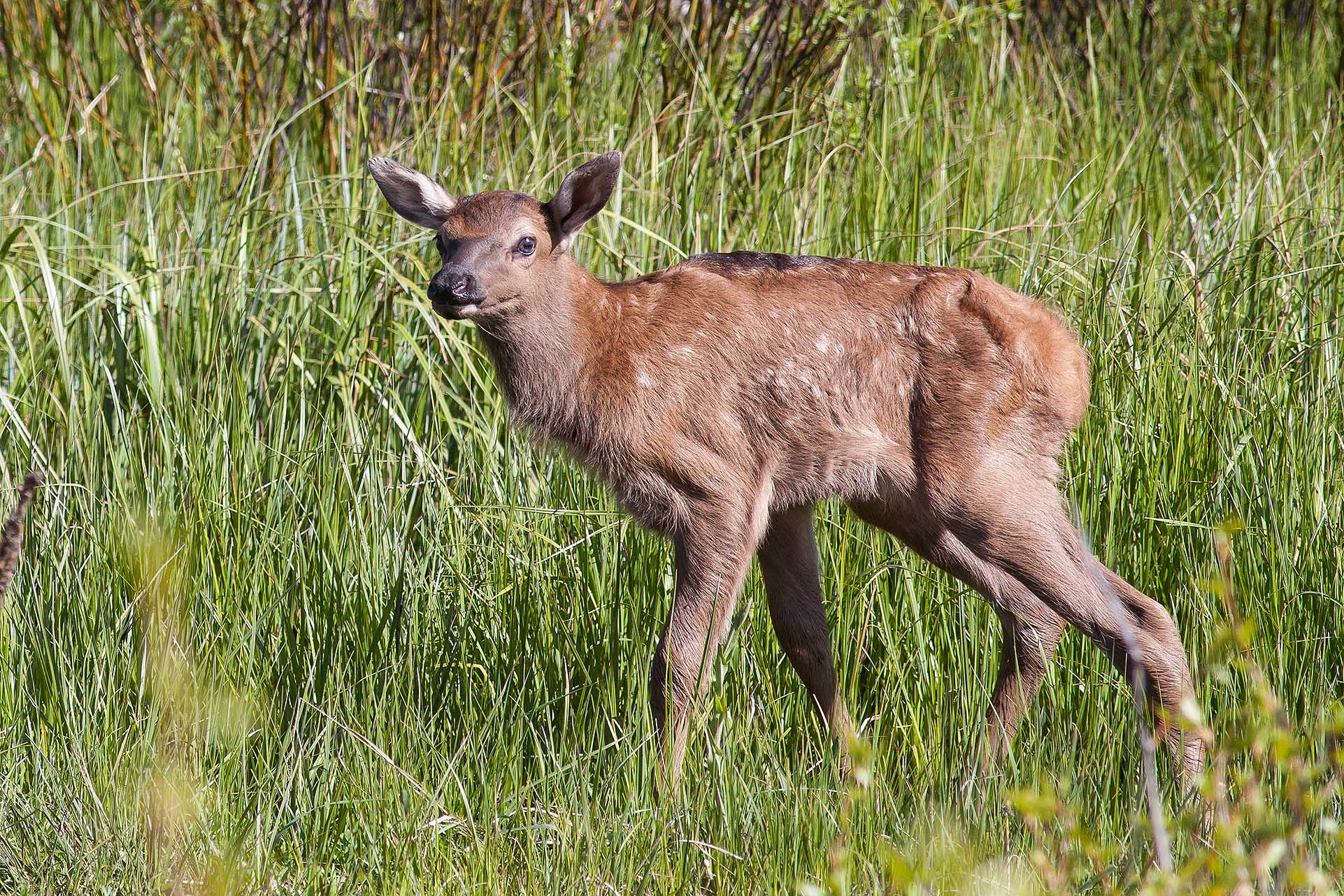 Spring Wildlife in Grand Teton National Park