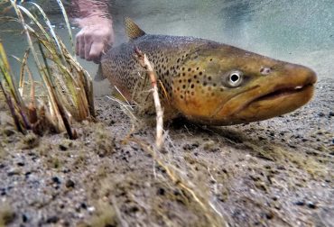 Brown Trout Lewis Channel Yellowstone National Park