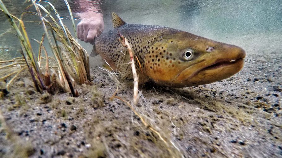 Brown Trout-Fly-Fishing-Lewis-Channel-Yellowstone-National-Park