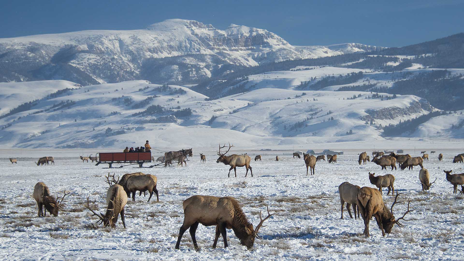 Jackson Hole Elk Refuge Sleigh Ride