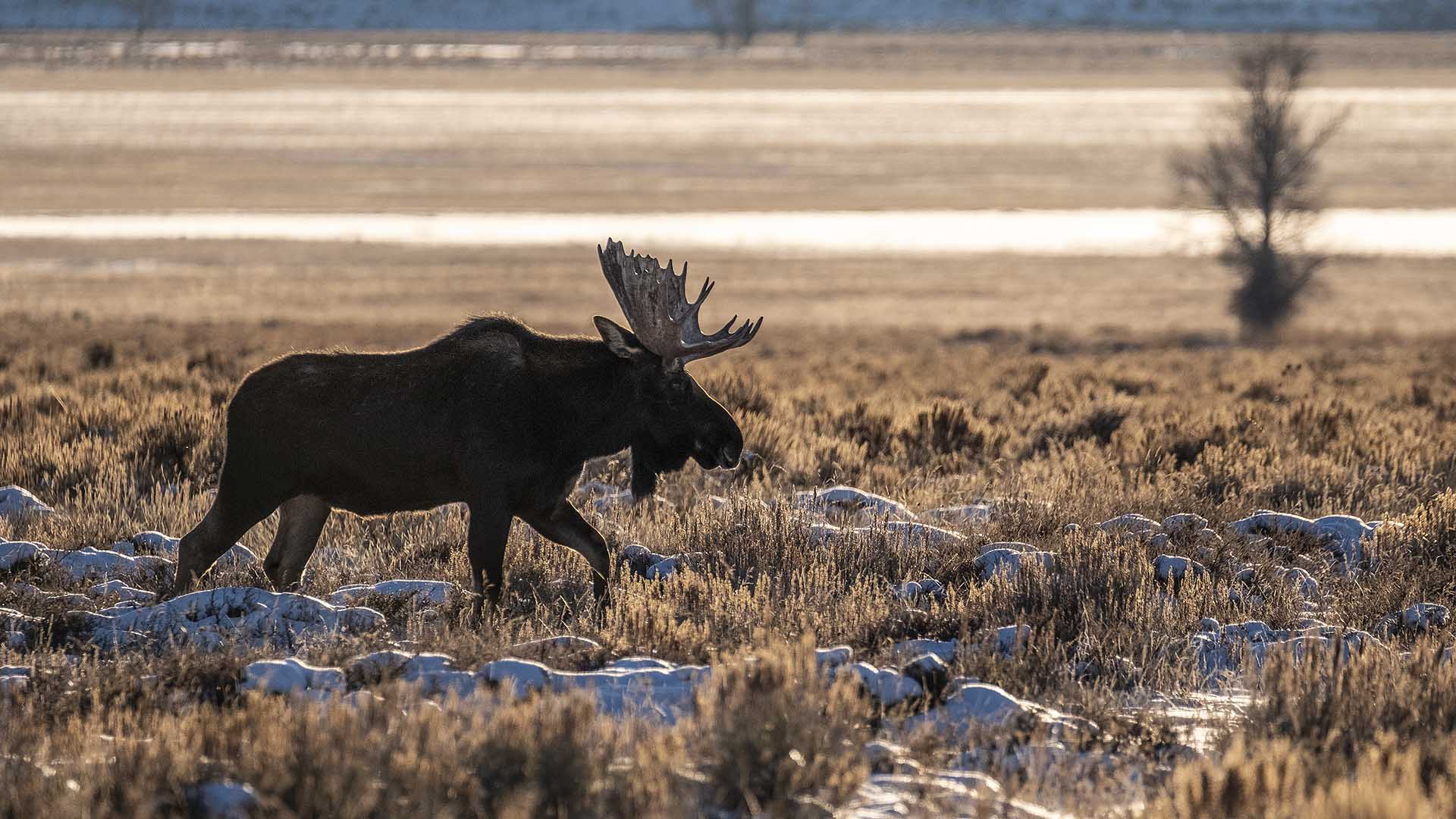 Moose Grand Teton National Park