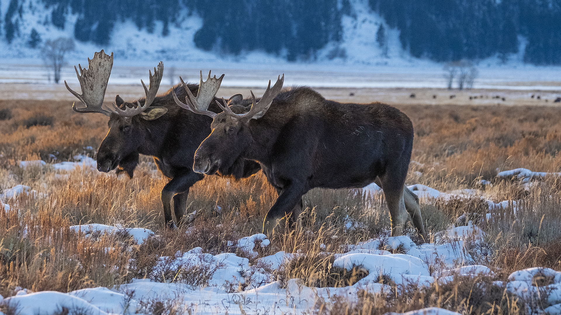 Moose Grand Teton National Park