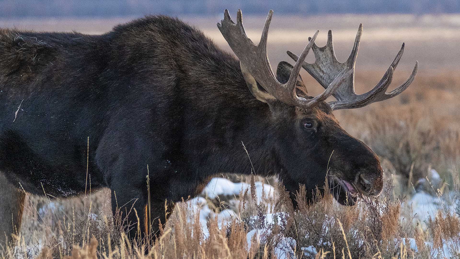 Moose Grand Teton National Park