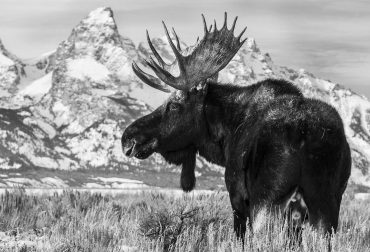 Moose Grand Teton National Park