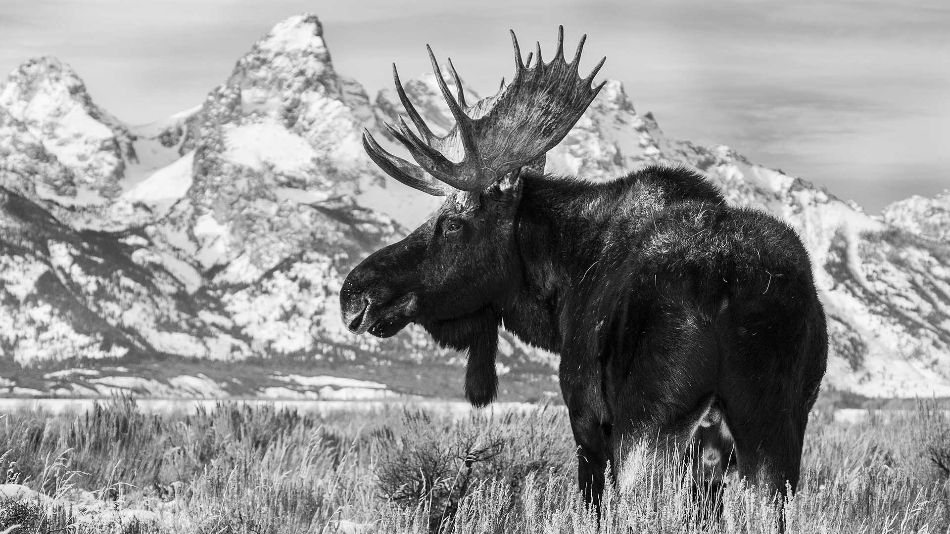 Moose Encounters in Grand Teton National Park Latham Jenkins