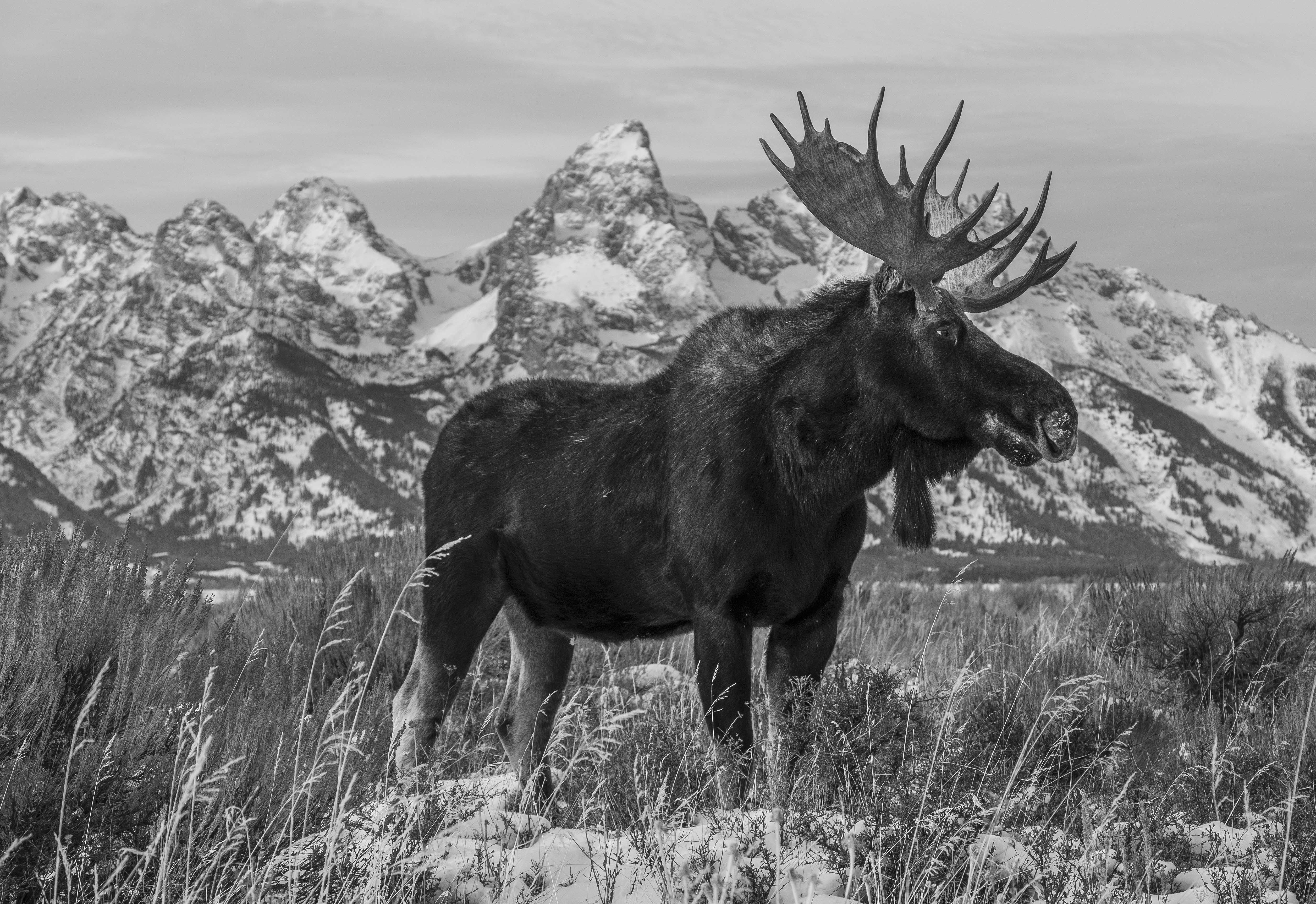 Bull moose in Grand Teton National Park