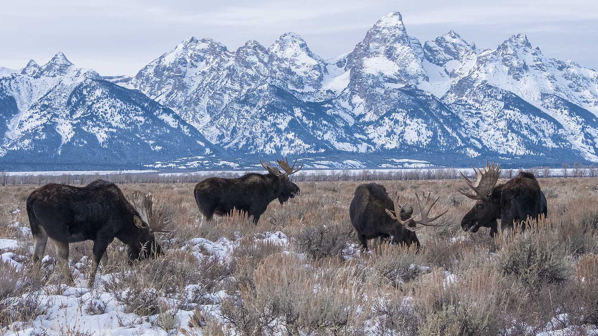 Moose Grand Teton National Park