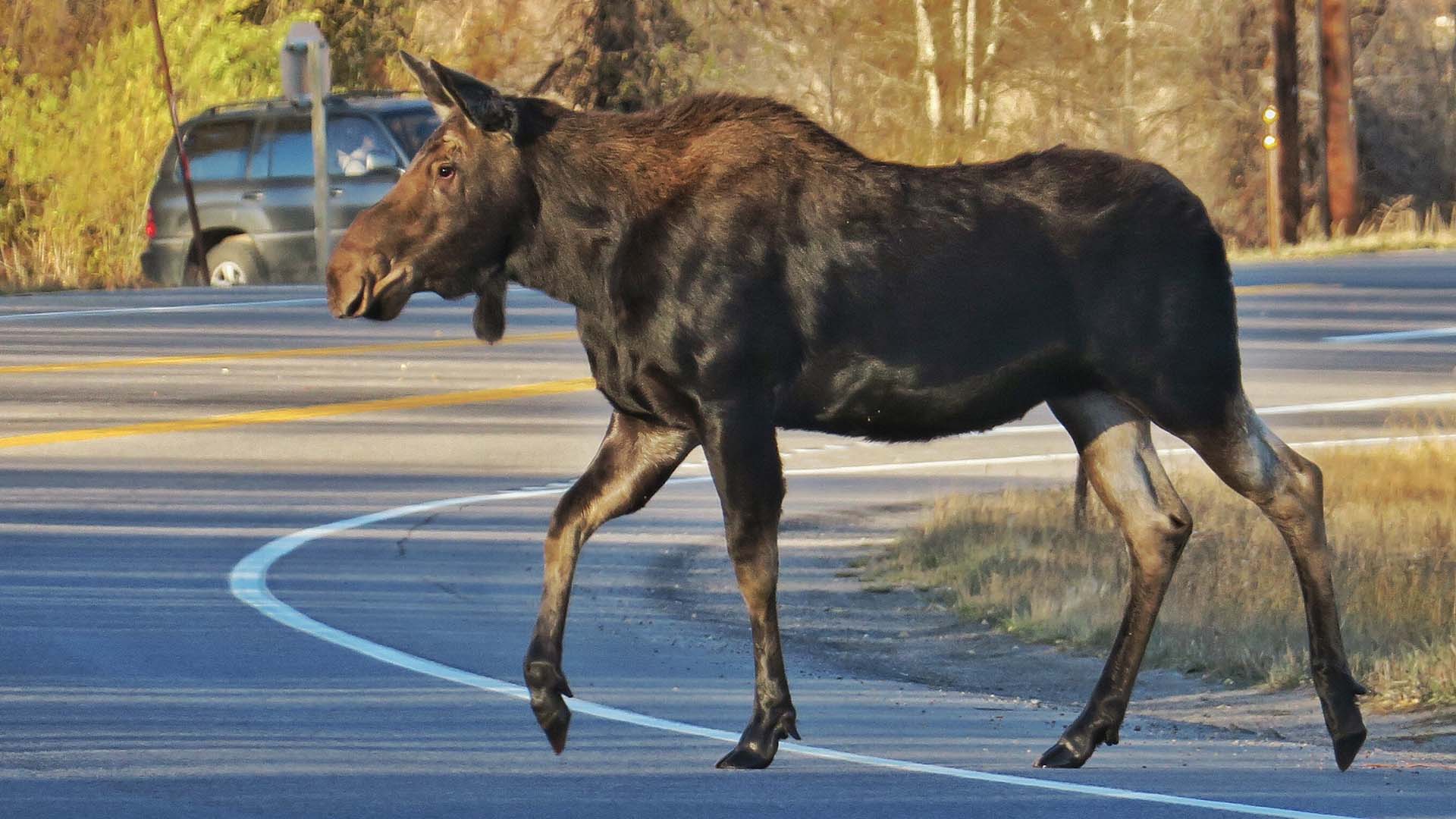 Jackson Hole Wildlife - Moose