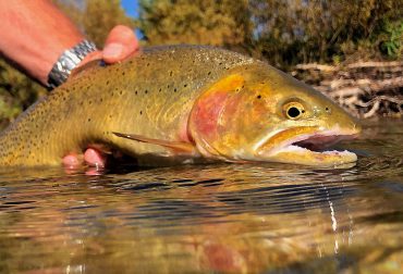 Snake River Cutthroat Trout - Jackson Hole, Wyoming