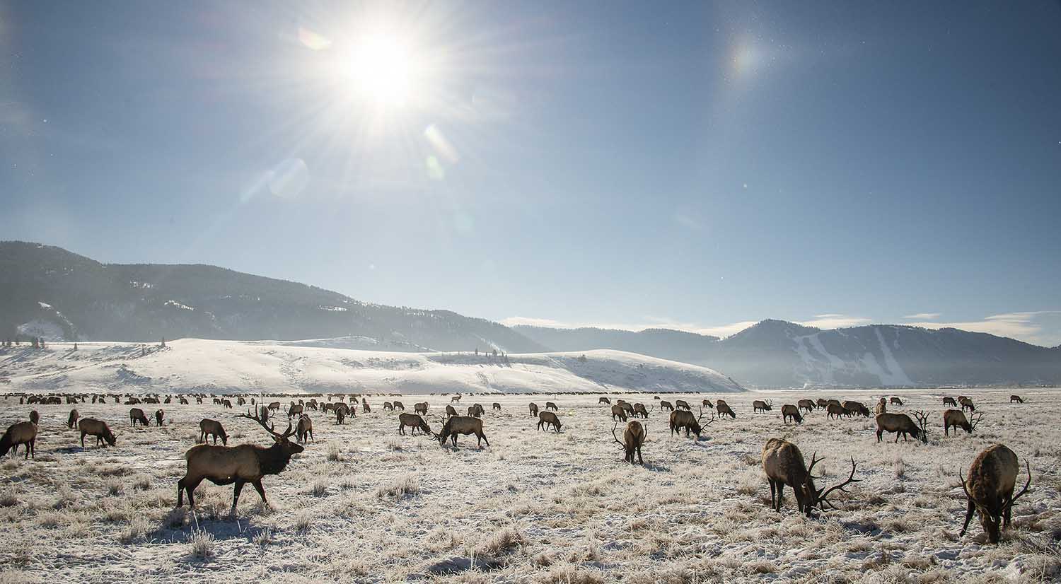 National Elk Refuge, Jackson Hole