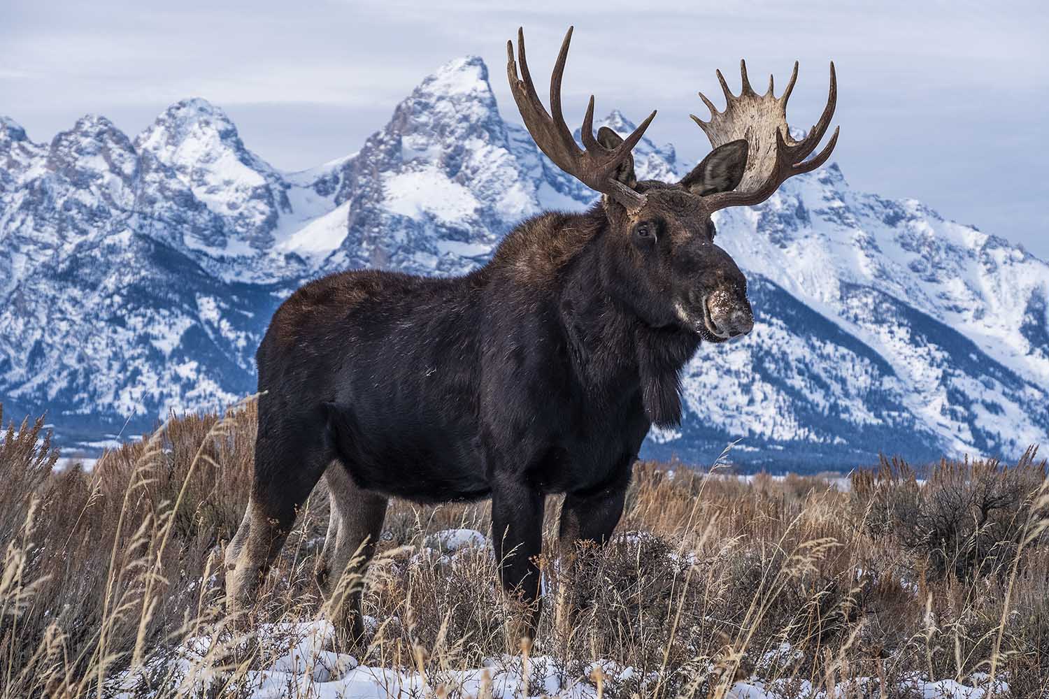Jackson Hole Wildlife & Wildlands