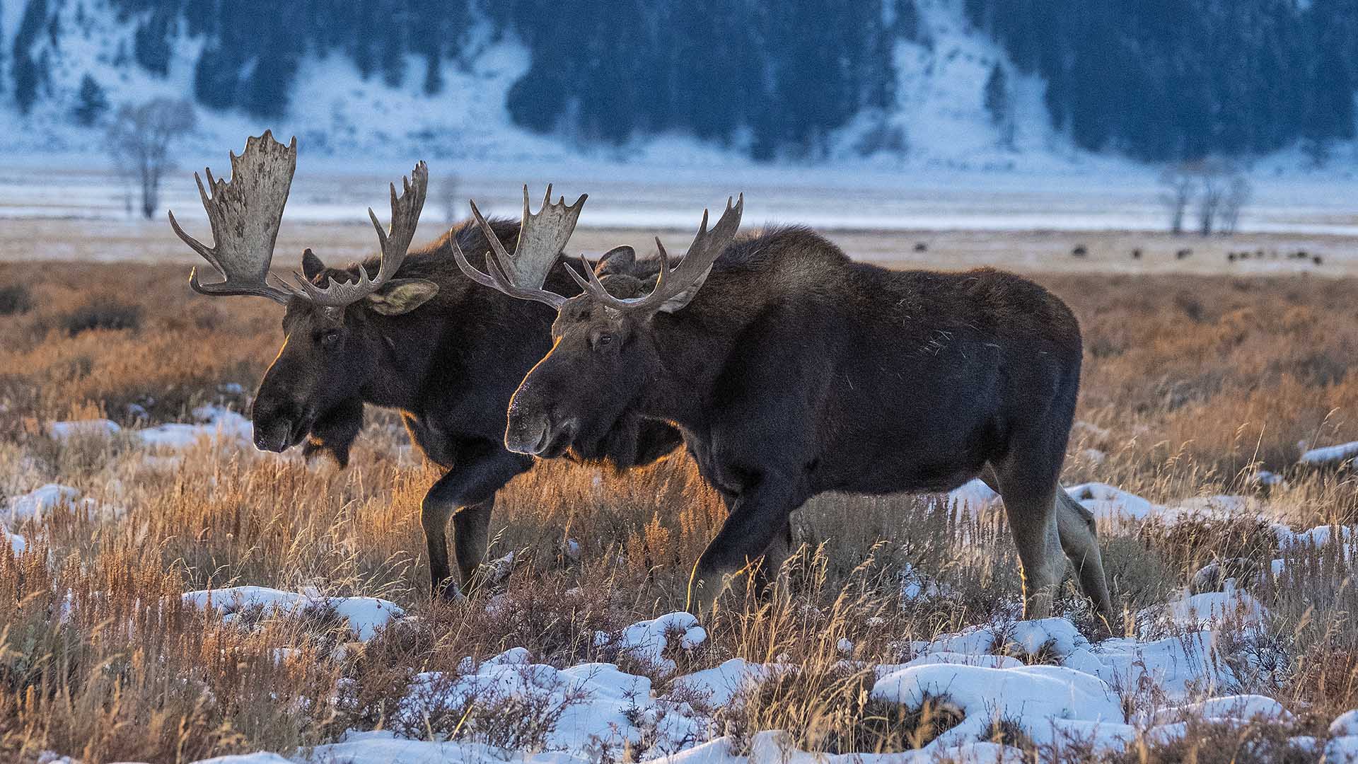 Bull moose feeding on bitterbrush, with bison in the distance, Grand Teton National Park