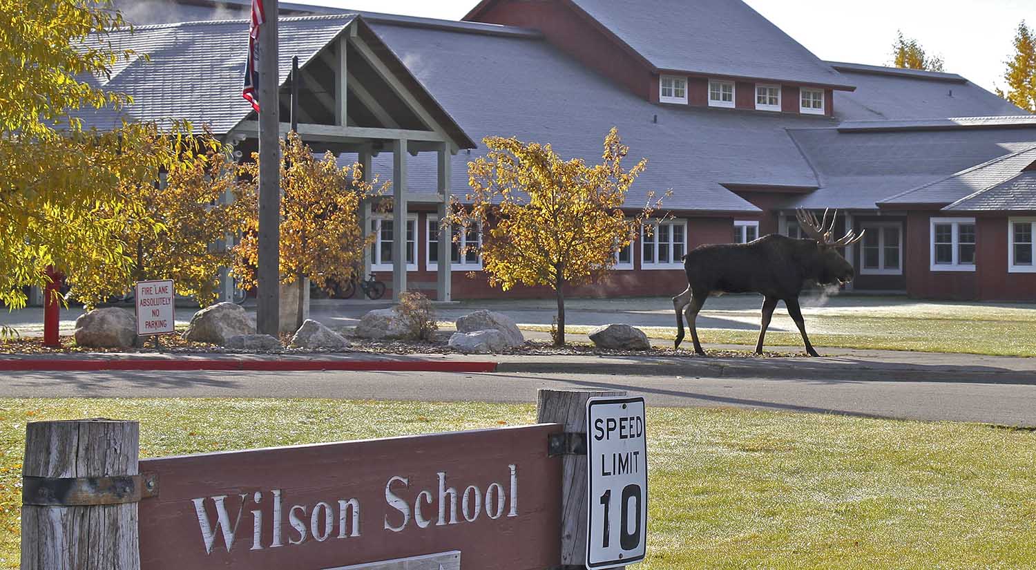 Bull moose visiting Wilson Elementary School in Jackson Hole