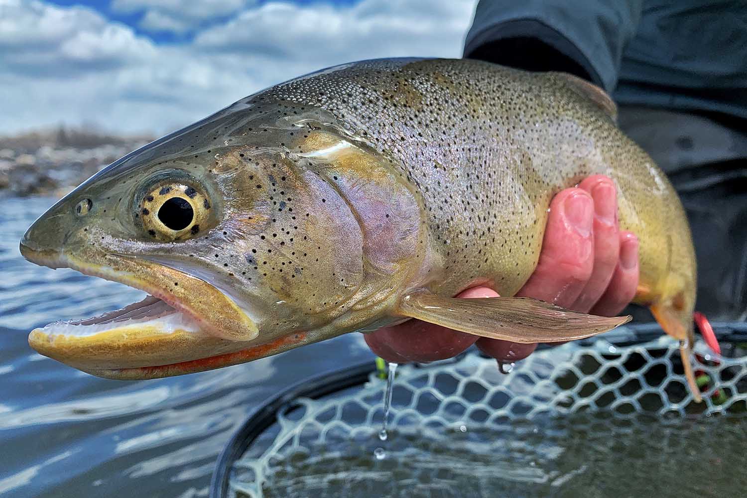 Snake River Fine-Spotted Cutthroat Trout