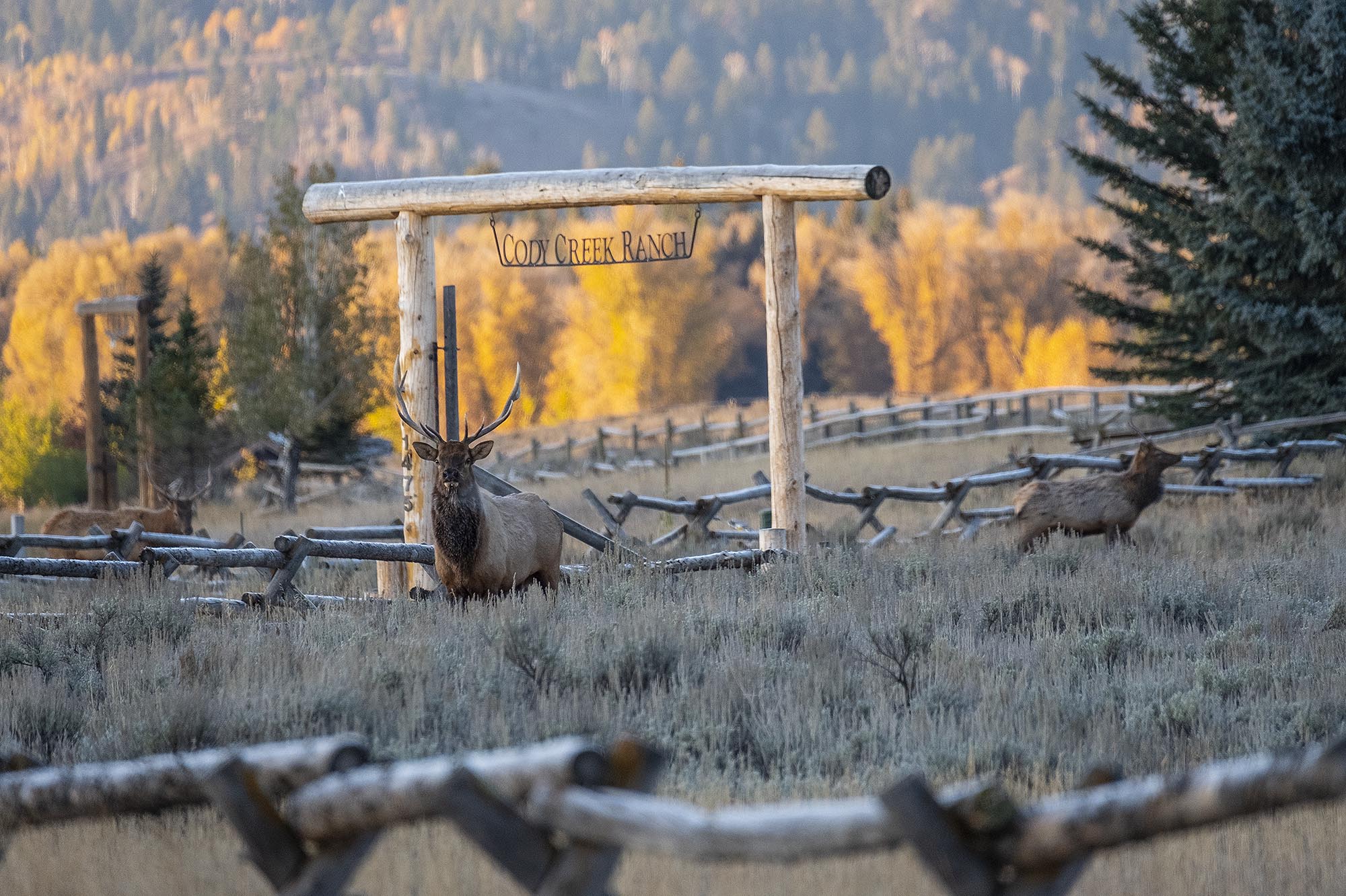 Elk Herd at the Cody Creek Ranch, Jackson Hole Wyoming Real Estate