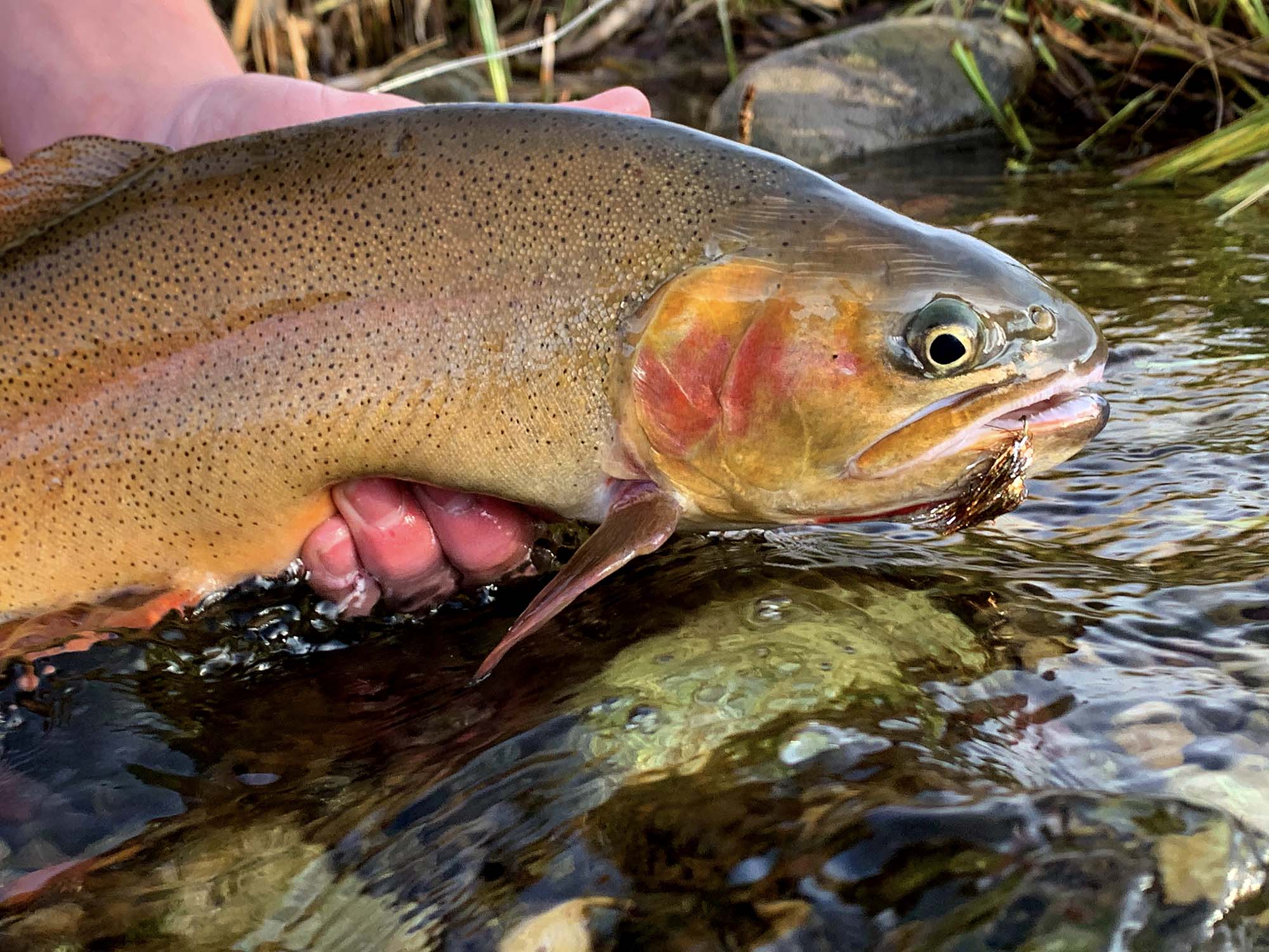 Fly Fishing at the Cody Creek Ranch - Jackson Hole Real Estate