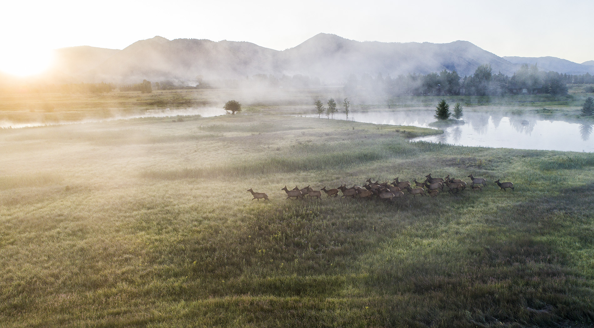 Cody Creek Ranch Elk Herd - Jackson Hole Real Estate