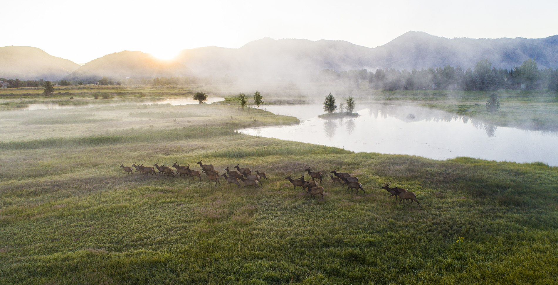 Cody Creek Ranch Elk Herd - Jackson Hole Real Estate