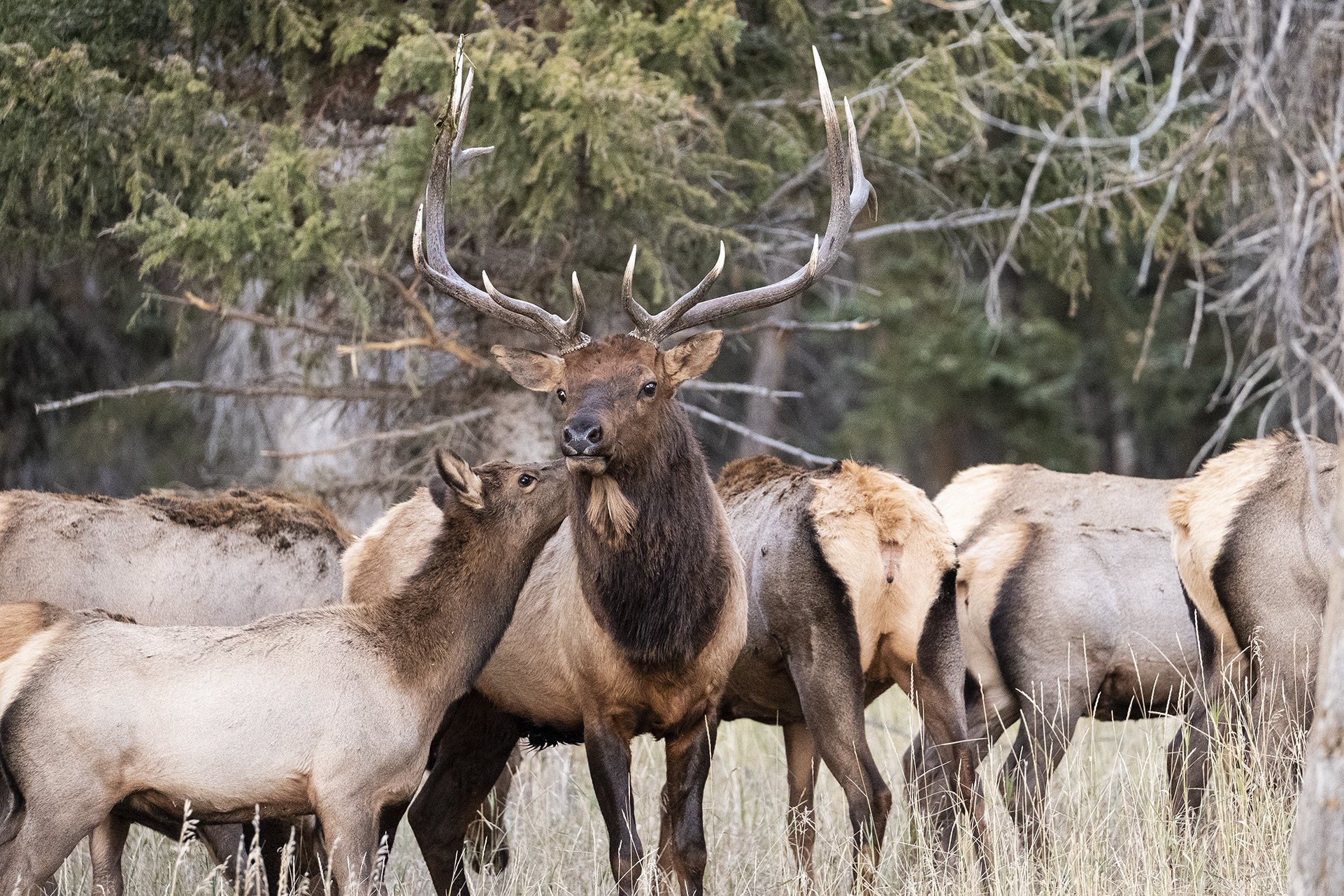 Elk Rut at the Bar-B-Bar Ranches in Jackson Hole, Wyoming photo photo