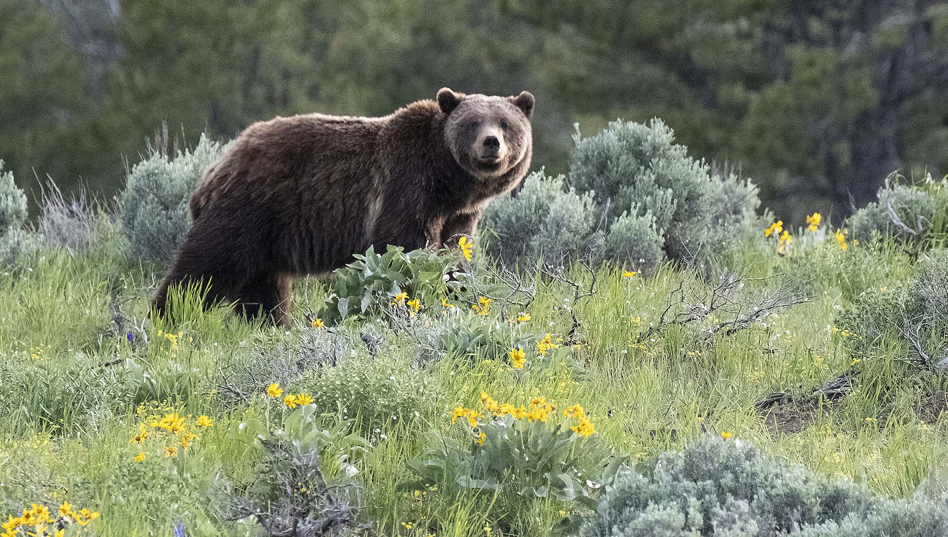 Grizzly Bear 399 in Grand Teton National Park