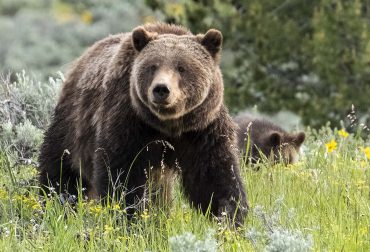 Grizzly Bear 399 with her Cub, Grand Teton National Park