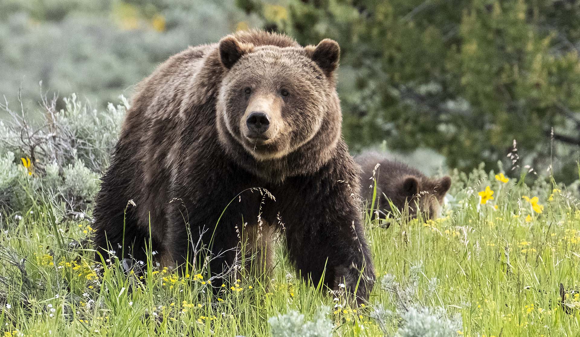 Grizzly Bear 399 with her Cub, Grand Teton National Park