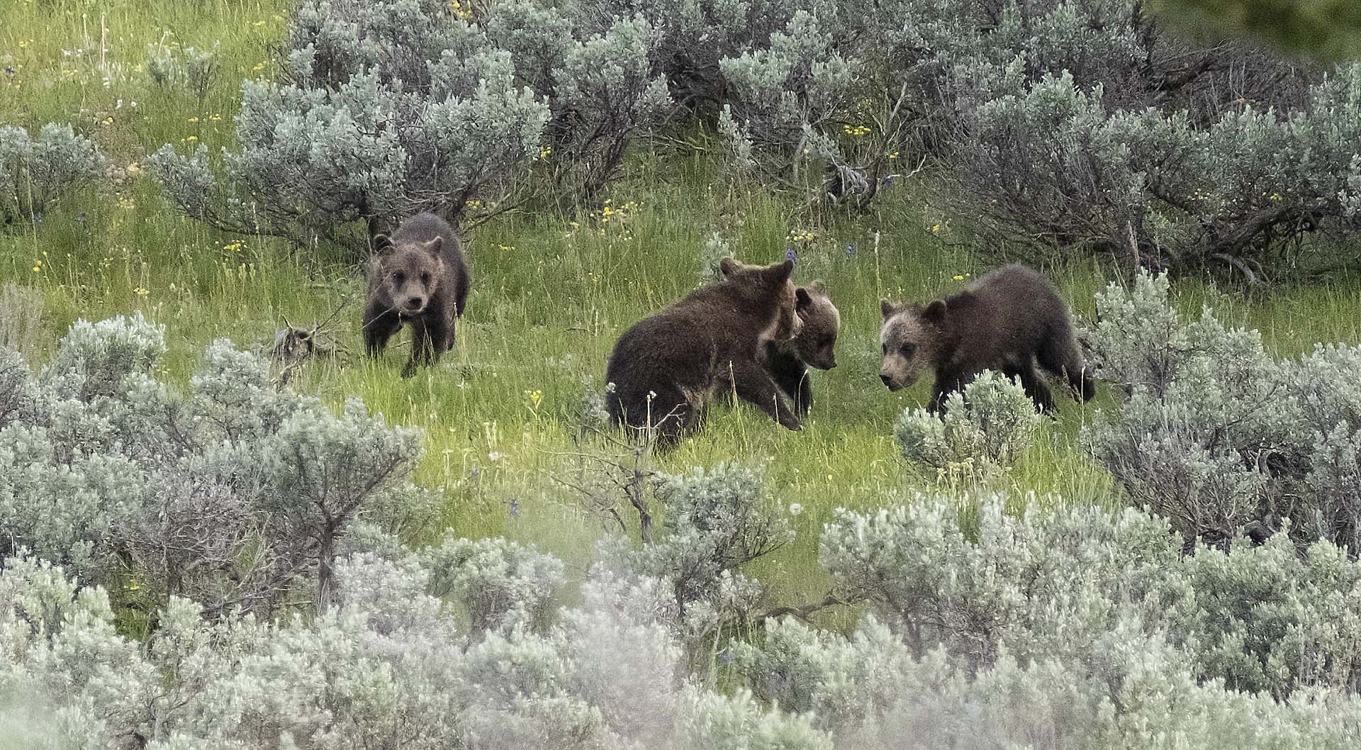 Grizzly Bear 399 Cubs in Grand Teton National Park