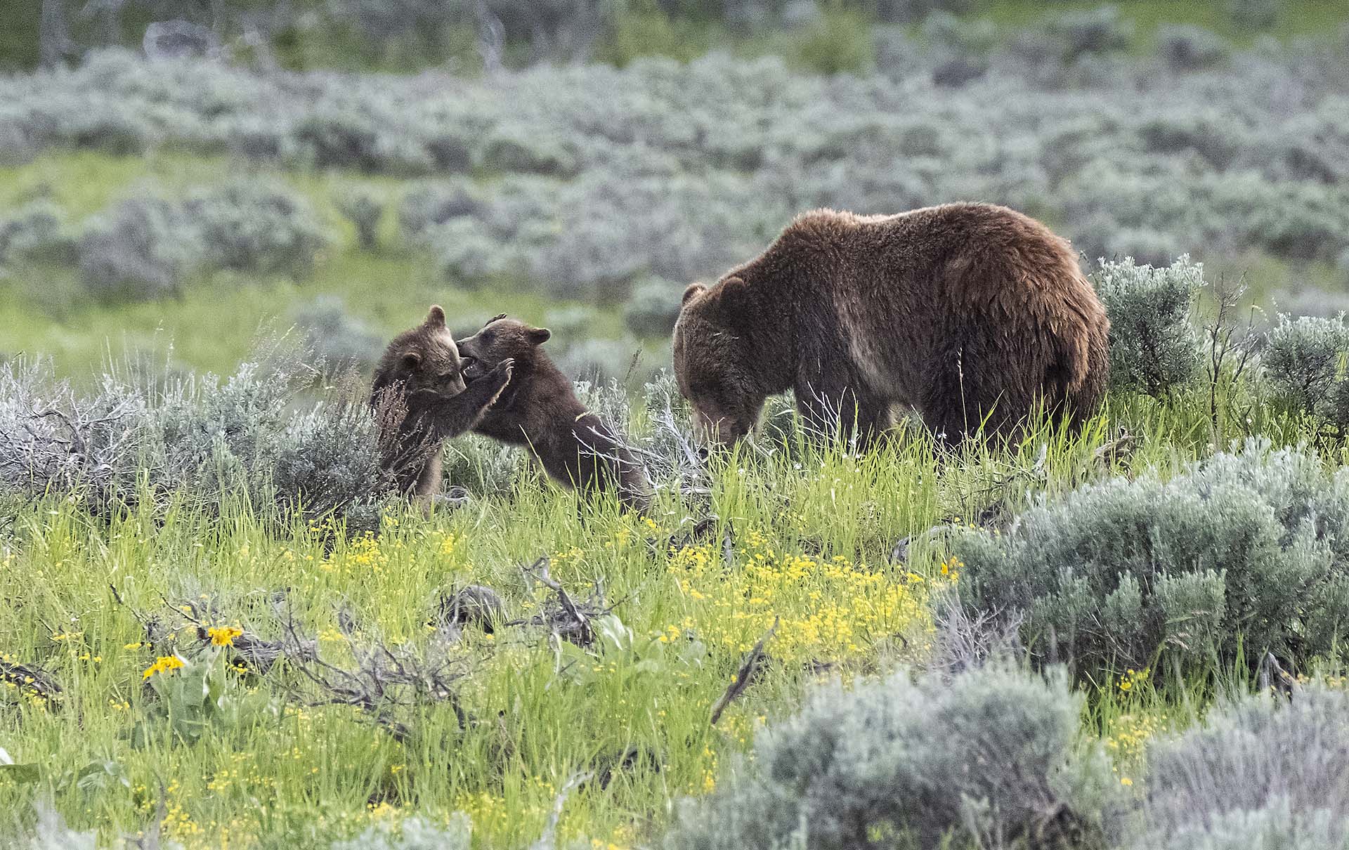 Grizzly Bear 399 with her Cubs, Grand Teton National Park