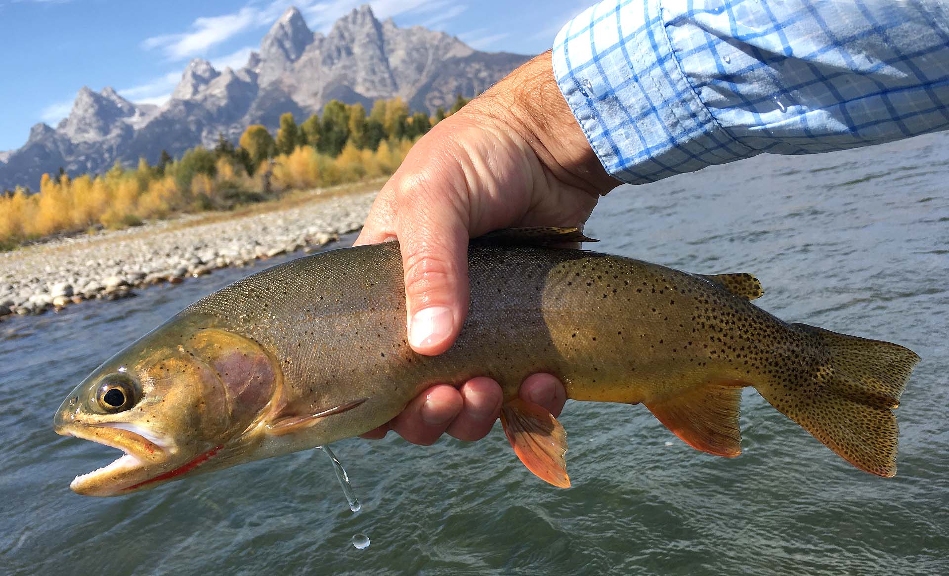 fine spotted snake river cutthroat trout