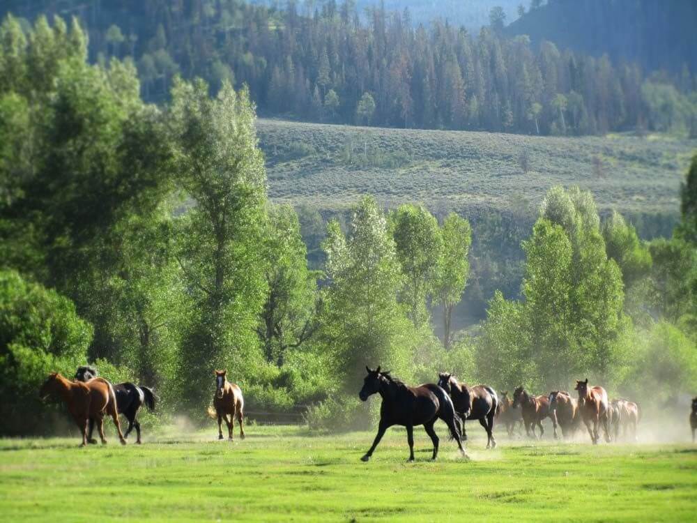 Goosewing Ranch, Jackson Hole, Wyoming