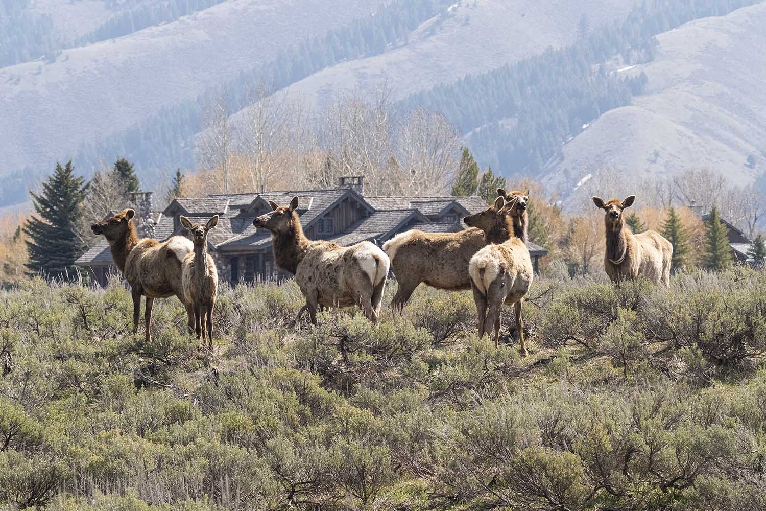 Elk Herd on the Jackson Hole Ranch, Wyoming