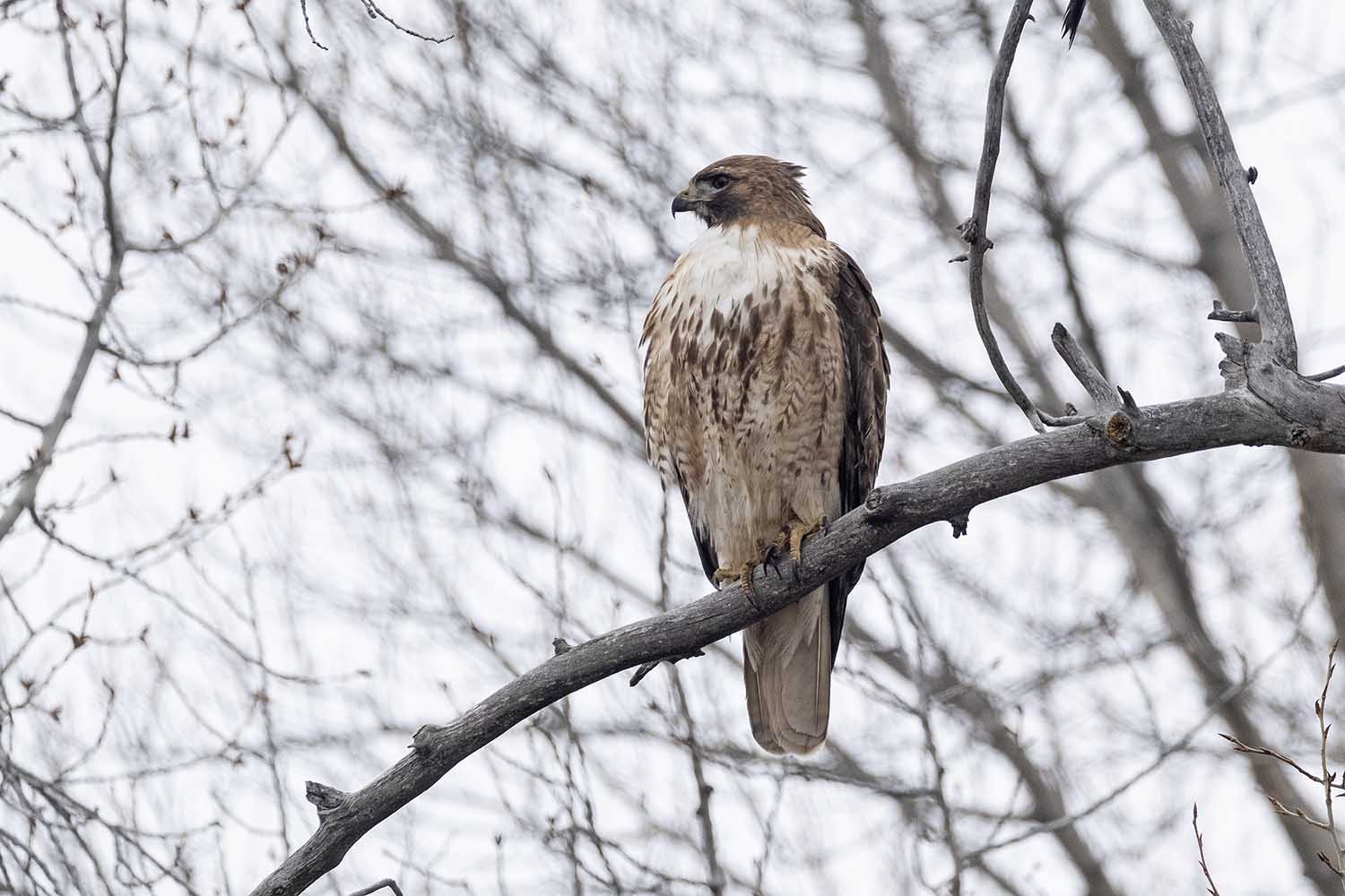 Red Tail Hawk - Jackson Hole Ranch